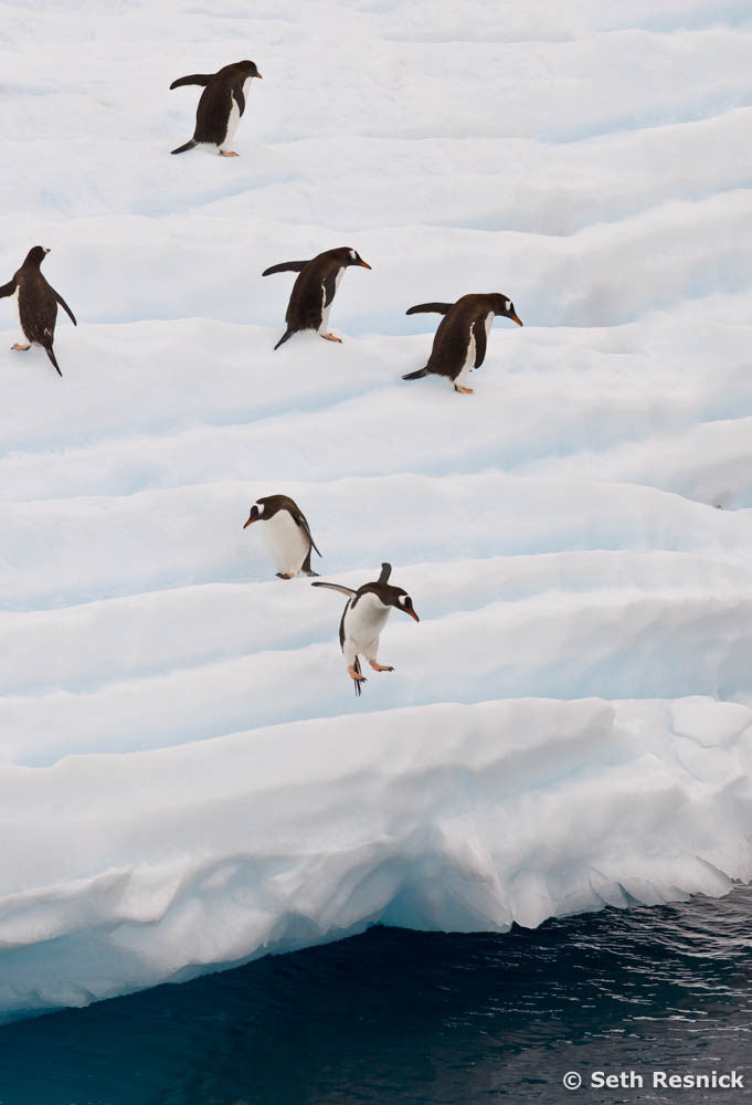 Penguins Gerlache Strait, Antarctica