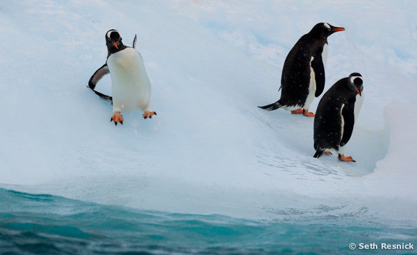 Can't Swim, Antarctica