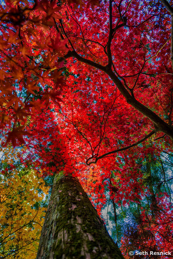 Shinto Red, Japan